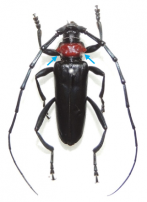 オス