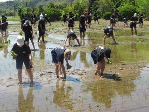 勝浦中学校の生徒が田植えをしている写真です