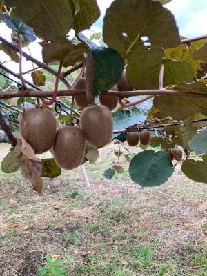 キウイフルーツが木になっている画像