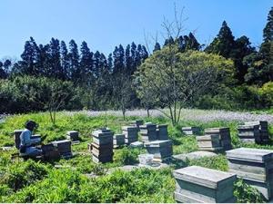 中林養蜂