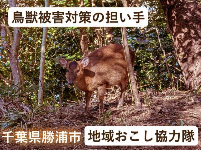 地域おこし協力隊【鳥獣被害対策の担い手】募集