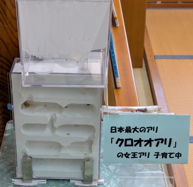ようき