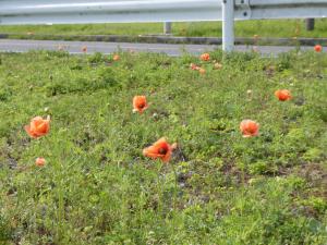 ナガミヒナゲシの花